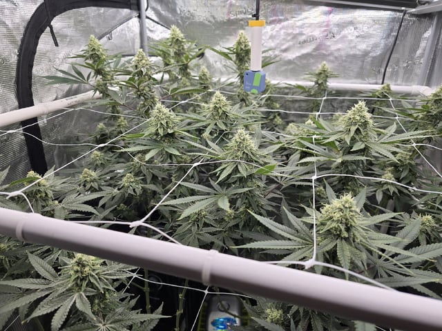 Grow 5.o — flower, day 85