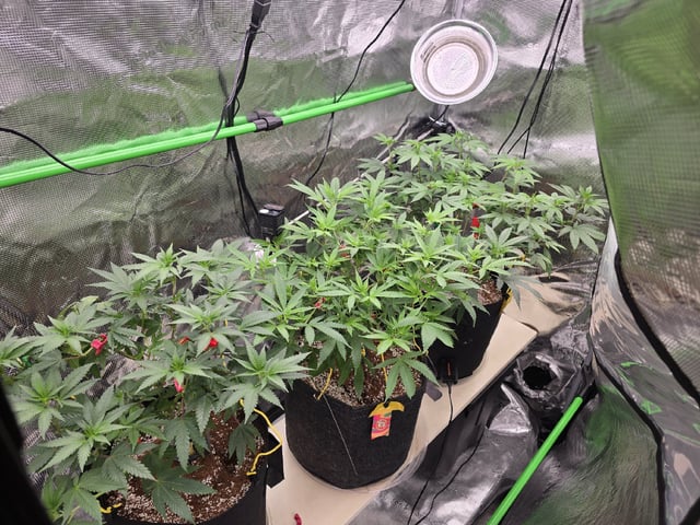 3 in Coco — flower, day 5