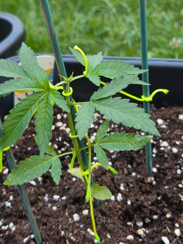 Auto maroc purple — seedling_rooting, day 30