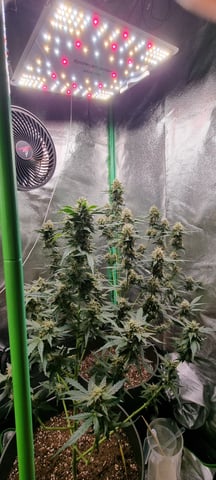 Royal Kush Auto RQS — flower, day 45