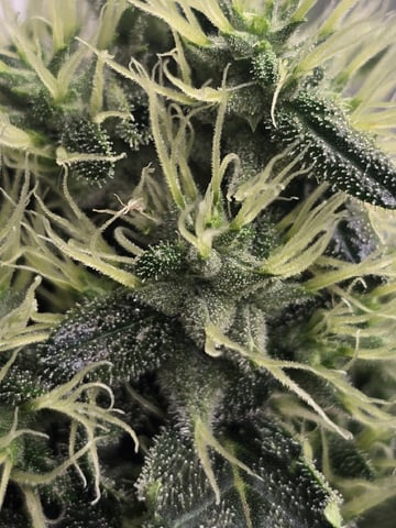 Glookies by Barneys Farm — flower, day 81