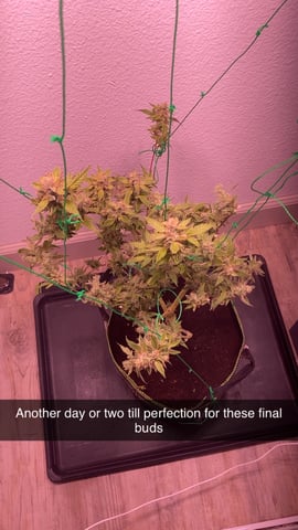 pineapple Express  — none, day 44