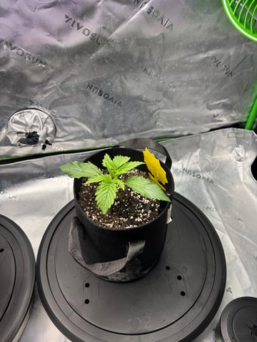 Fall 2025 Grow — vegetative, day 16
