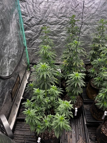 Mixed Freebies — flower, day 72