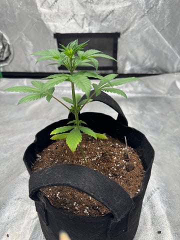 white runtz auto flower — vegetative, day 26