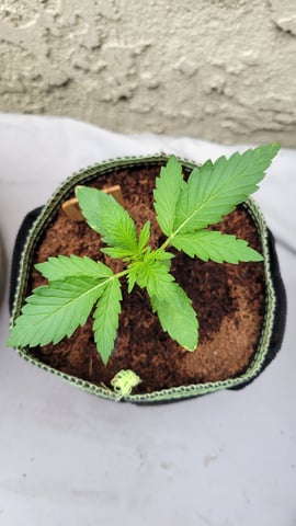 Next attempt  — grow_setup, day 1