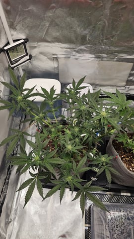 Jelousy Fast(Photo) & Ultra Voilet (Auto) — vegetative, day 5