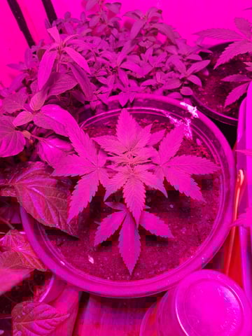 Queen B  — vegetative, day 32