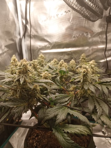 Wizard Punch first grow  — flower, day 97