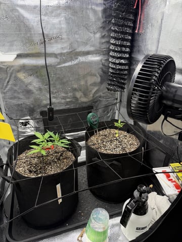 Gorilla Cookies — 1st Grow