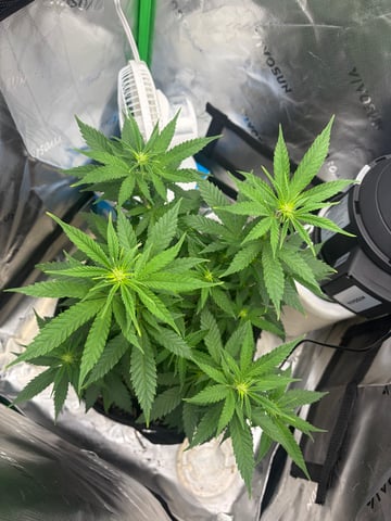 Special Queen 1 — flower, day 59