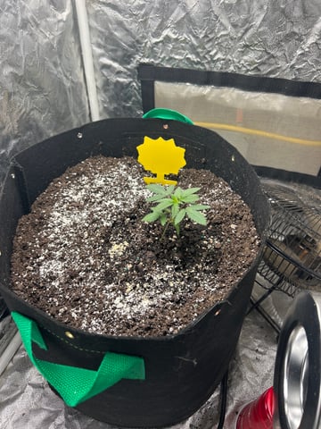 Barney’s Farm  — seedling_rooting, day 8
