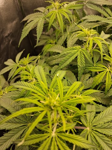 My Girls — flower, day 24