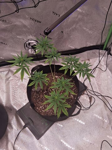  god father og feminzed — grow_setup, day 113