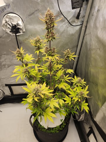 Another round of Mephisto Genetics from Schoolyard Crush and Do-si-delirium drops. — flower, day 63