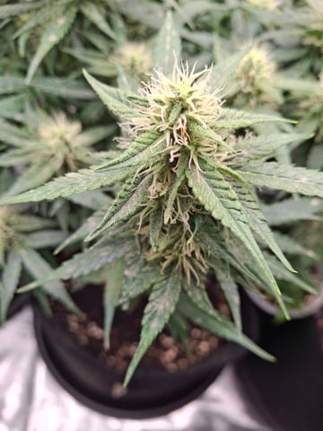 SoFloBudz — flower, day 60