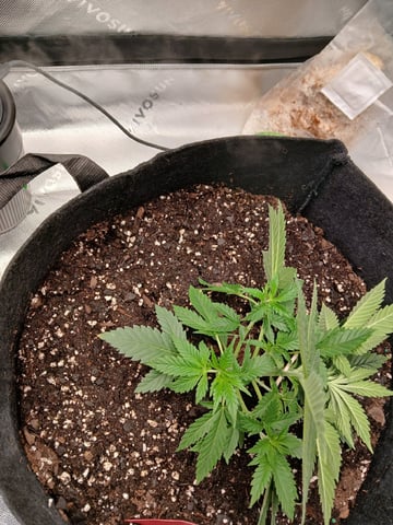 fruity pebbles, cap junky — vegetative, day 35