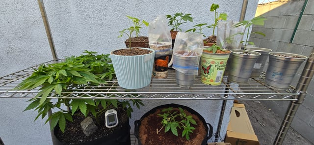 Mystery Weed Plant — vegetative, day 83