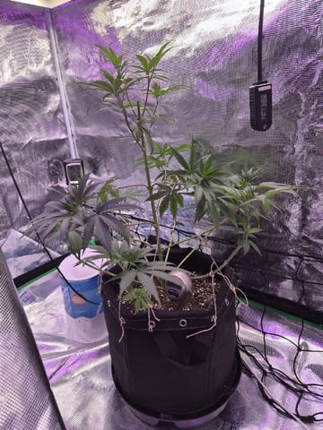Kalini Asia Auto  — vegetative, day 1