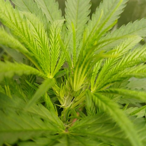 run #3 — vegetative, day 14