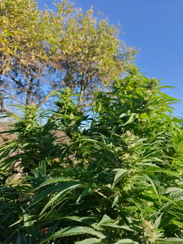 outdoors  unground 2025 — harvest, day 46