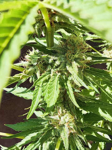 Bruce Banner ⛽️