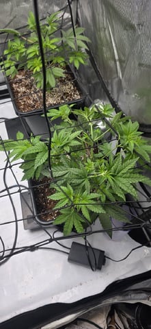 Lime Rian. — vegetative, day 36