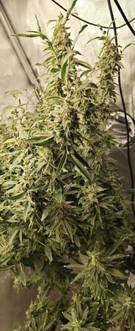 Last girls got kicked.