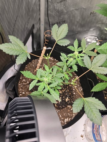 Durban Poison — vegetative, day 50