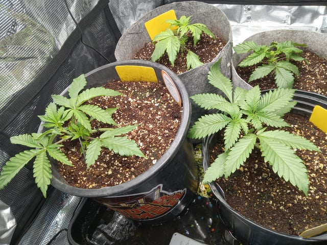 critical purple kush x peyote wifi  in the auto pot system tray 2 grow with added microhazian to the coco coir  — vegetative, day 21