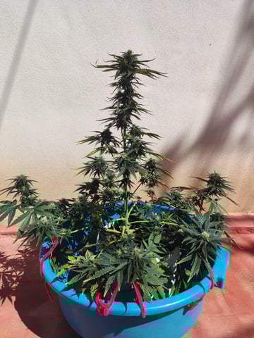 🍁Segunda Hornada — auto, day 3