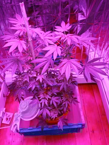 triangle kush  — flower, day 60