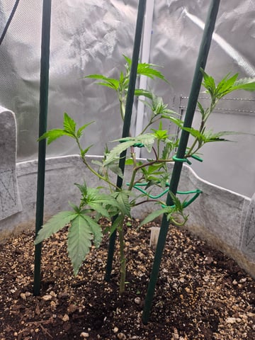 Looking for advice! — vegetative, day 23