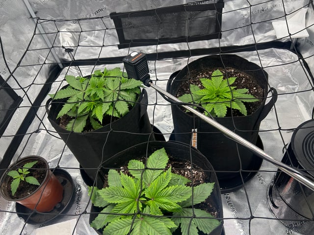 2025-26 harvest INDOOR — vegetative, day 59