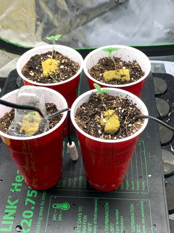 Six  — germination, day 6