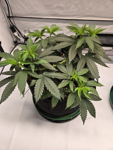 Zoap & Mimosa x OrangePunch — vegetative, day 50