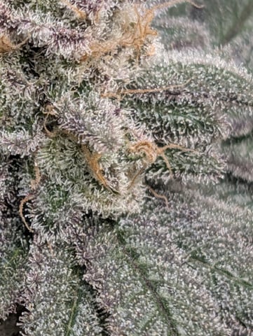 B E A utiful  — flower, day 140