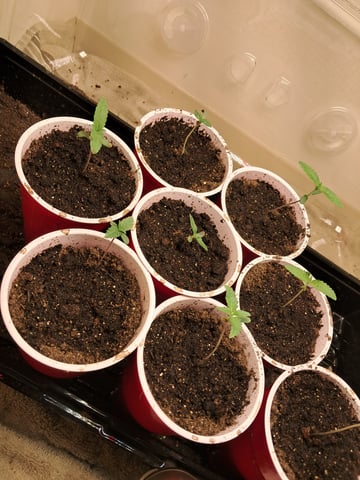 re-start new germination — seedling_rooting, day 12