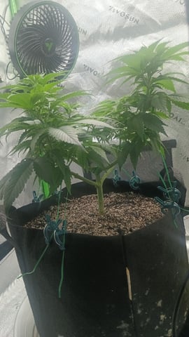 Critical Purple Kush — vegetative, day 74