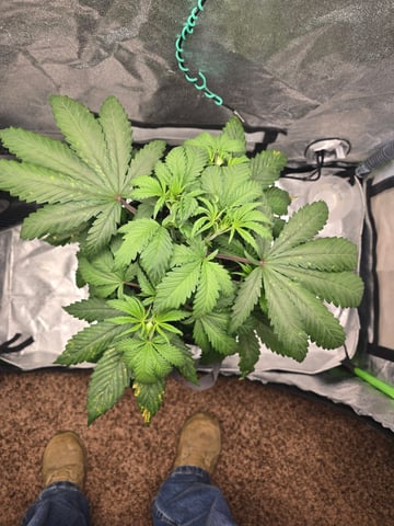 First grow — vegetative, day 34