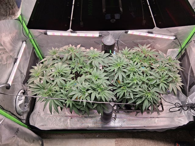 fruity pebbles, cap junky — flower, day 55