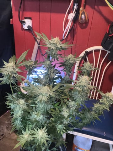 Cherry Pie  — harvest, day 76