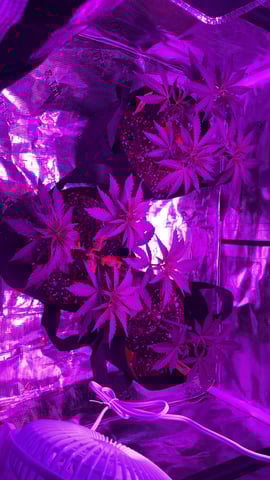 blueberry cupcake  — flower, day 108