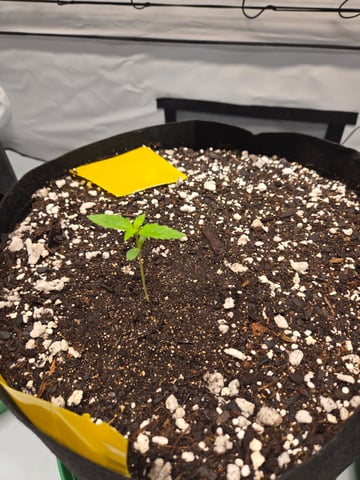 Purple Skunk 3 x 5  — seedling_rooting, day 8