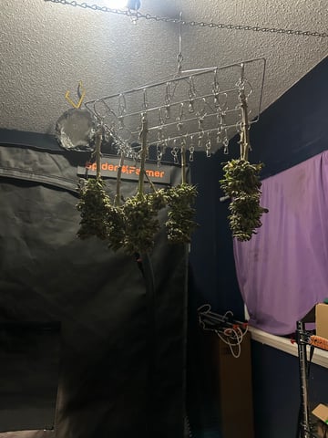 2025-26 harvest INDOOR — dead, day 170