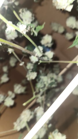 1st grow indoors(cardboard box to 2x2x4 to 5x5x6) — flower, day 139