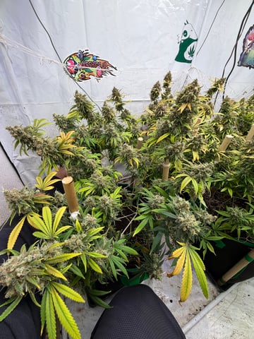 Indoor Grow  — flower, day 209