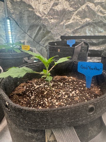  godfather OG — vegetative, day 4