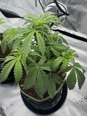 B Rads Buds — flower, day 23