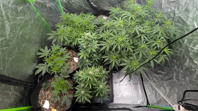 Strawberry Cheesecake Seedsman Seeds Autoflowers x2 — flower, day 41